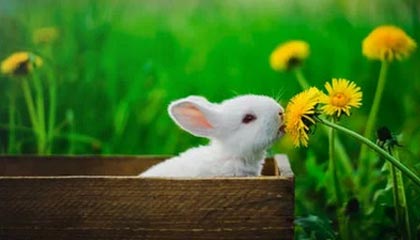 世界杯官方软件安装-北京国安德籍体育总经理：希望稳扎稳打